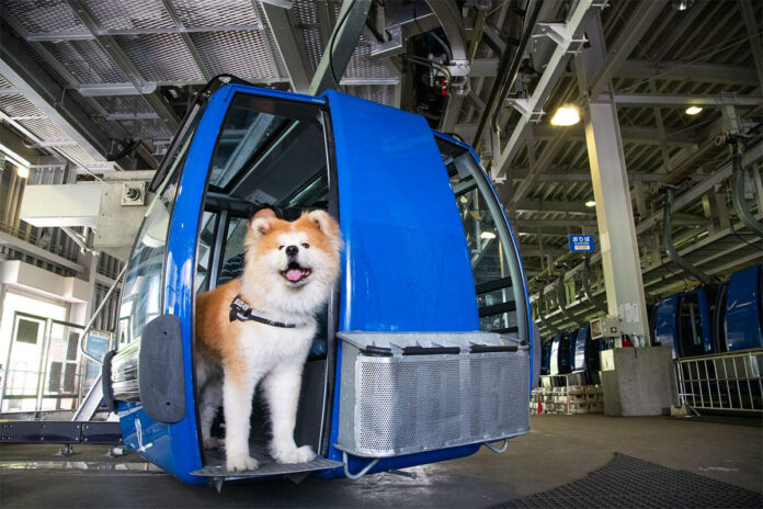 akita